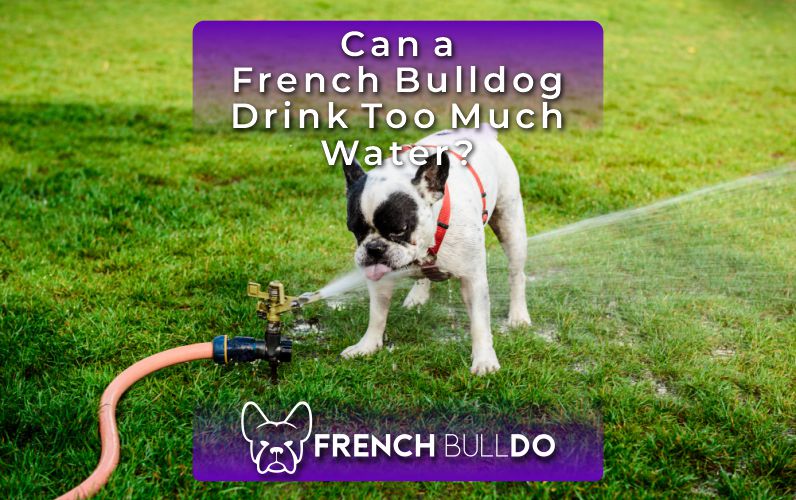 how much water should french bulldog drink?