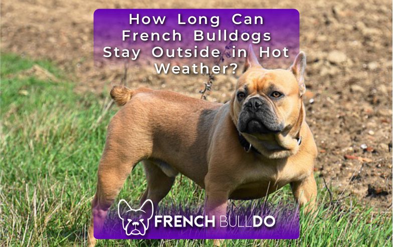 when can you take a french bulldog outside?