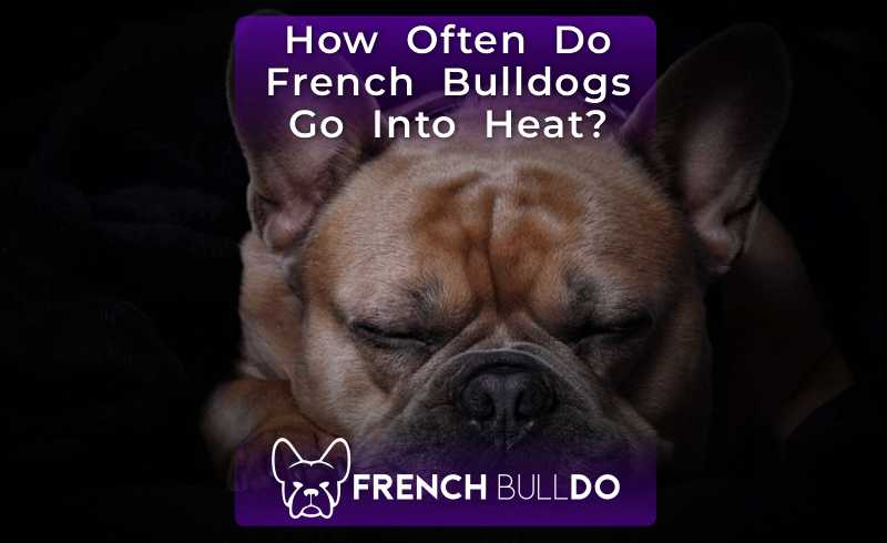can french bulldog go in heat? 2