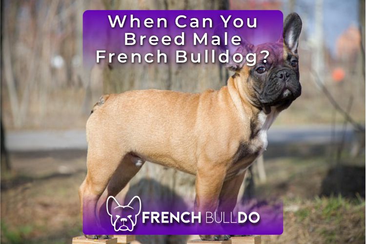 what age can you breed a french bulldog male? 2
